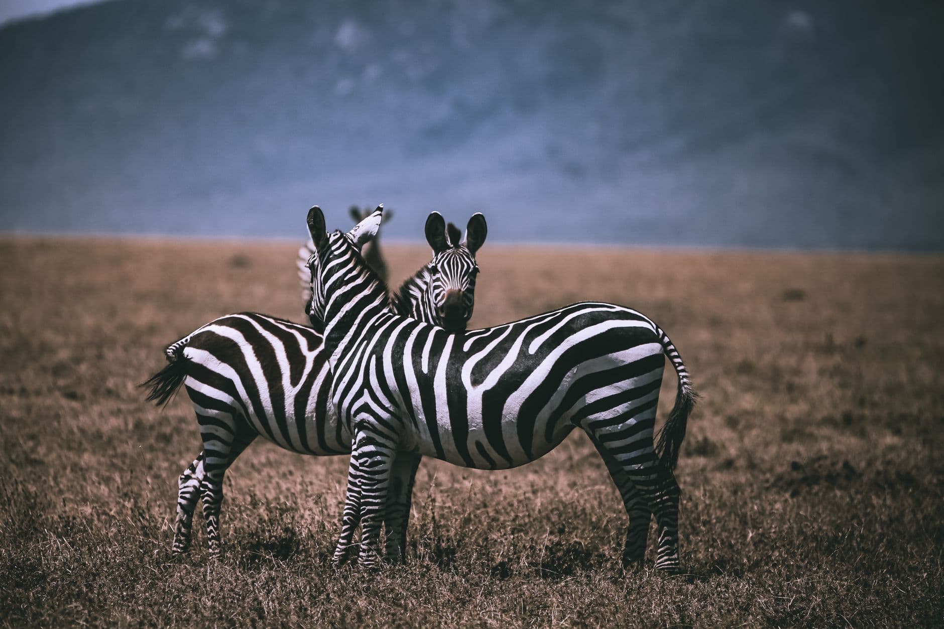 Stunning image capture of zebras grazing on the grasslands of Samburu, Kenya, showcasing A