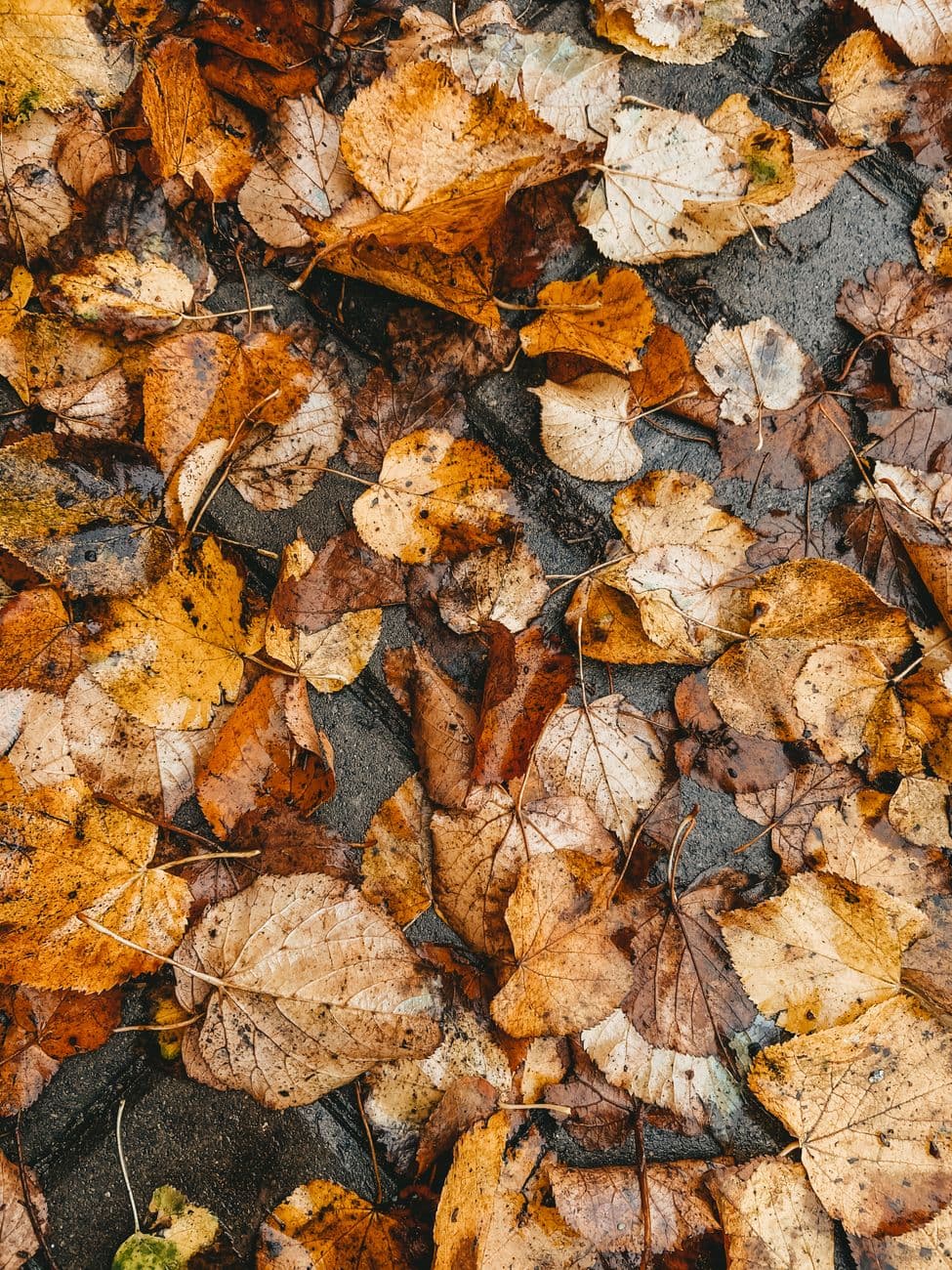 Top view heap of fallen withered faded brown and yellow leaves with veins covering dirty w
