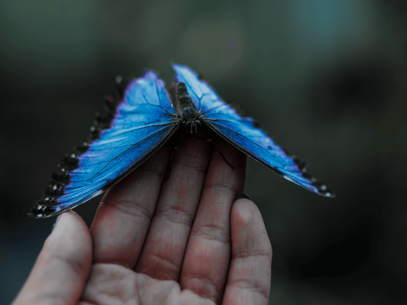Vibrant blue Morpho butterfly delicately resting on a human hand, showcasing its stunning