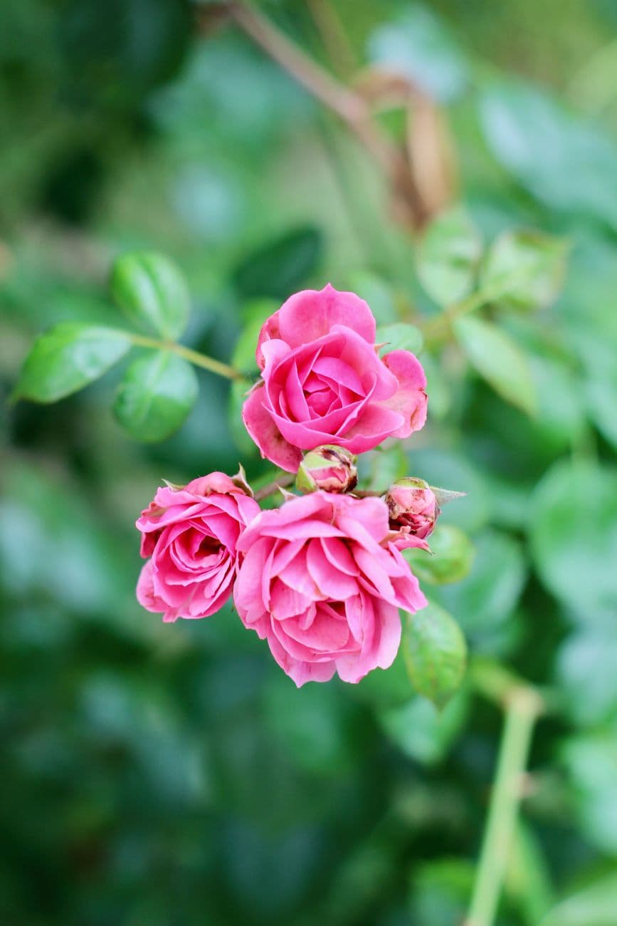 Vivid pink roses in focus against a lush green background, capturing nature's beauty.