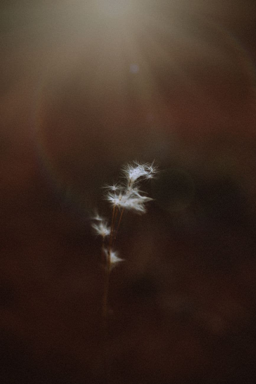 White fluffy dandelion petals on thin delicate stem growing on blurred background in eveni